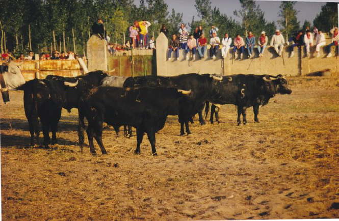 tordesillas1998-074