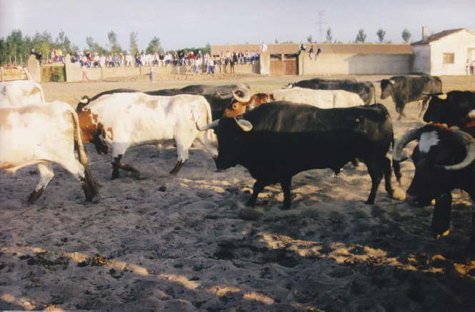 tordesillas1998-085